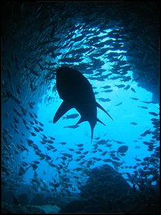 450px-Grey_Nurse_Shark_silhouette_at_Fish_Rock_Cave_NSW.png