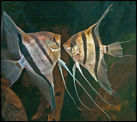 leasa akvarium