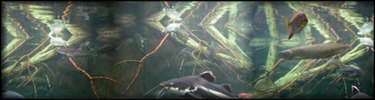 arowana_col4.png