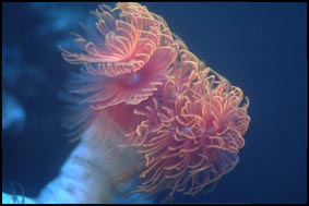 Akvarium på arbetsplatsen