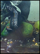 salamandern.JPG