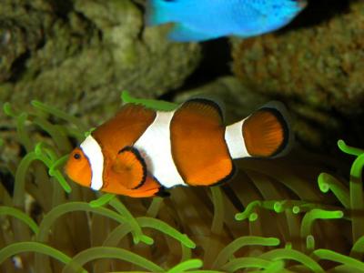 nemo